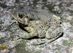Duttaphrynus melanostictus