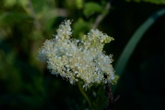 Filipendula ulmaria