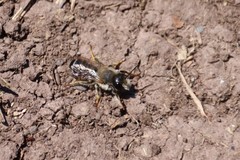 Megachile ericetorum