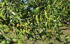 Ziziphus mucronata image