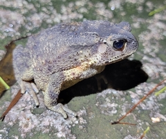 Duttaphrynus melanostictus