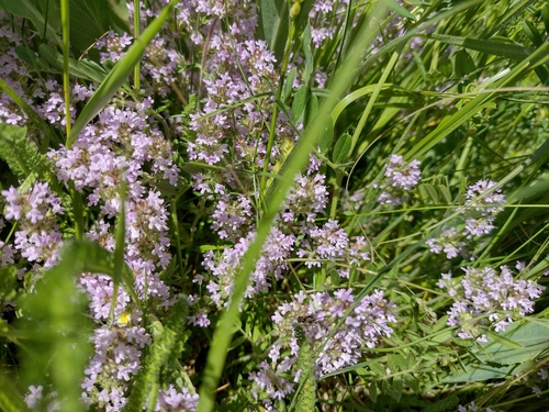 materina dúška panónska (Thymus pannonicus)