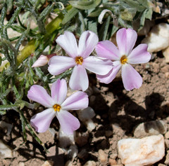 Phlox stansburyi