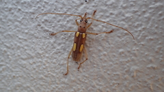 Eburia quadrimaculata