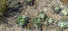 Agave parryi truncata