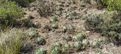 Agave parryi truncata