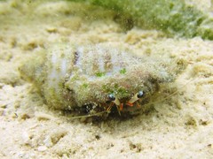 Dardanus scutellatus