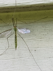 Nephrotoma virescens