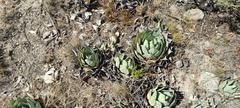 Agave parryi truncata