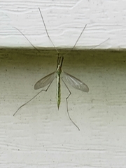 Nephrotoma virescens