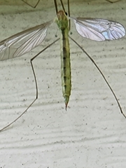 Nephrotoma virescens