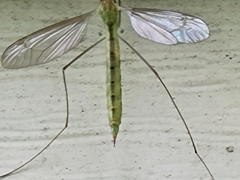 Nephrotoma virescens