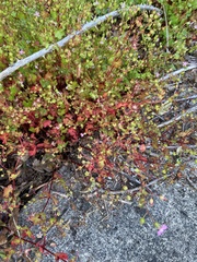 Geranium lucidum