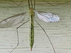 Nephrotoma virescens