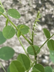 Magnoliopsida