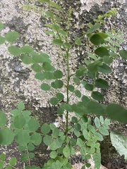 Magnoliopsida