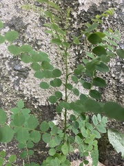 Magnoliopsida