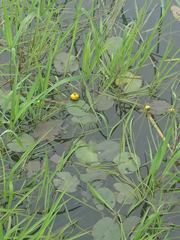Nuphar variegata