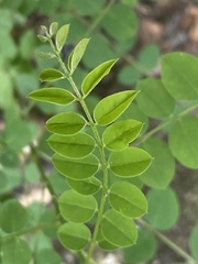 Magnoliopsida
