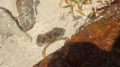 Callinectes marginatus