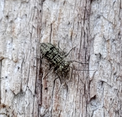 Mesopsocidae