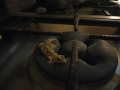 Tarentola mauritanica