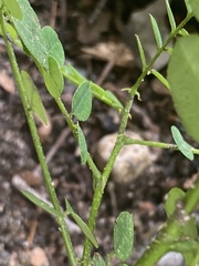 Magnoliopsida