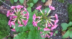 Primula japonica