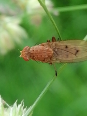 Suillia variegata