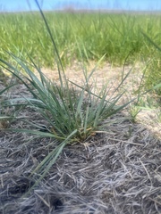 Elymus lanceolatus