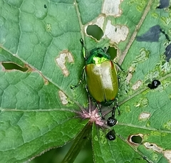 Callistethus stoliczkae