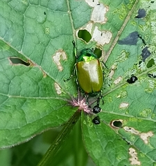 Callistethus stoliczkae