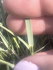 Elymus lanceolatus