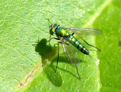 Condylostylus caudatus