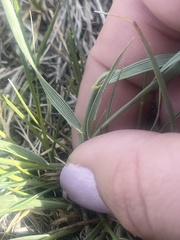Elymus lanceolatus