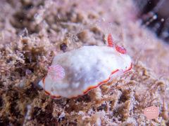 Goniobranchus verrieri