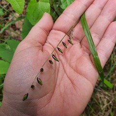 Melica nutans