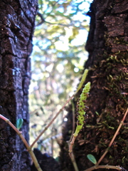 Peperomia leptophylla