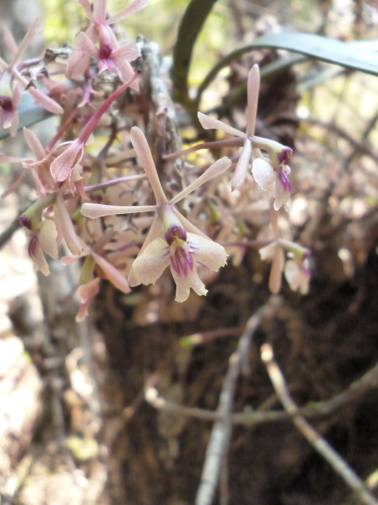 Epidendrum anisatum