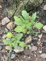 Datura stramonium