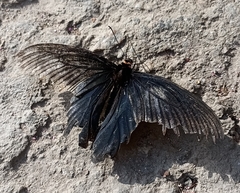 Papilio protenor