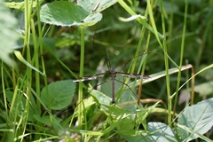 Tipula maxima