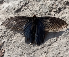 Papilio protenor