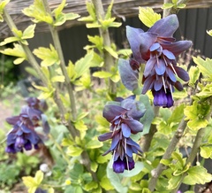 Cerinthe