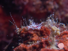 Okenia brunneomaculata