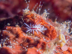 Okenia brunneomaculata