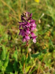 Anacamptis × simorrensis