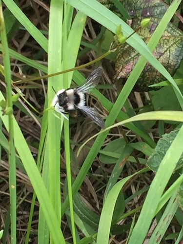 Ashy Mining Bee photo 4