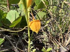 Physalis × elliottii
