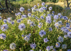Echinops microcephalus